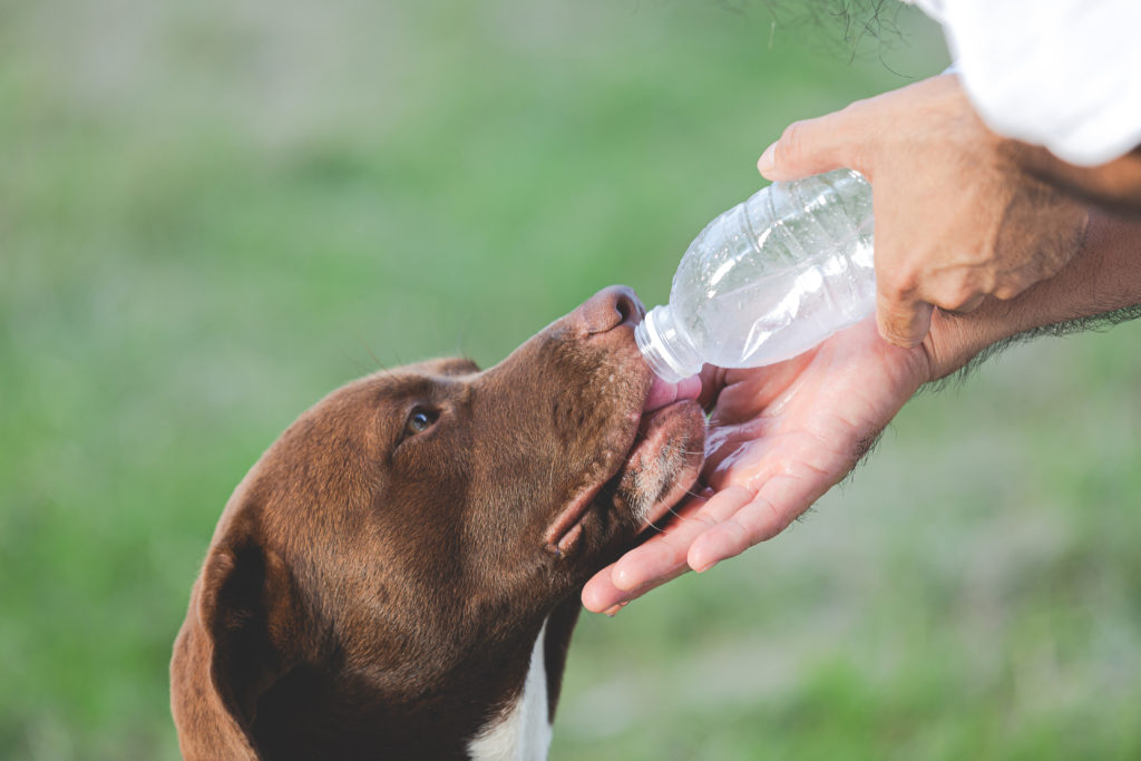 Dueño le da agua a su mascota, otra de las precauciones que hay que tomar con tu perro en verano