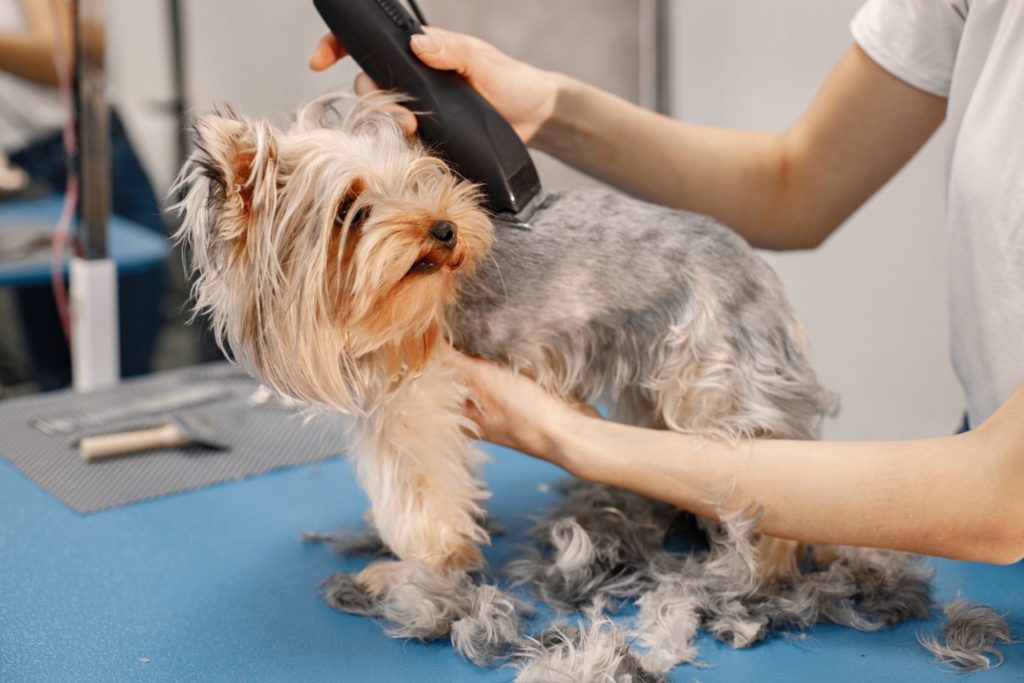 Yorkshire terrier disfruta de su peluquería canina Oh, Puppy Day!