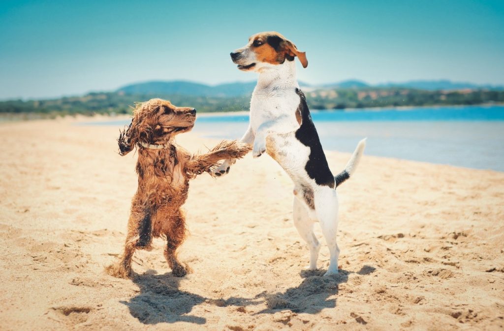 Dos perros juegan en su playa dog friendly