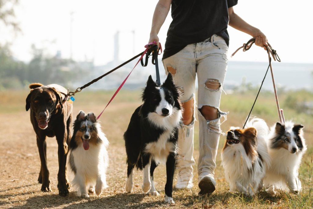 Persona paseando perros con correa felizmente en guardería canina en Navalcarnero.
