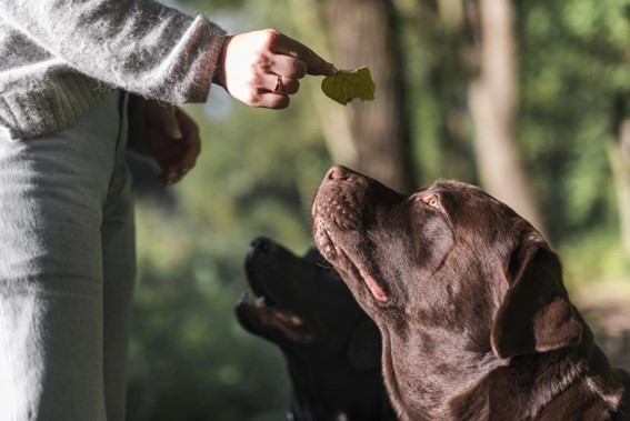 perro obediente sentado mirando un snack que le enseña su dueña y muestra su gran educación canina