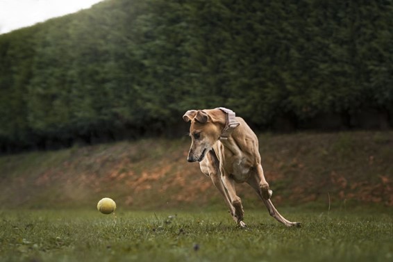 perro corre tras una pelota de tenis feliz