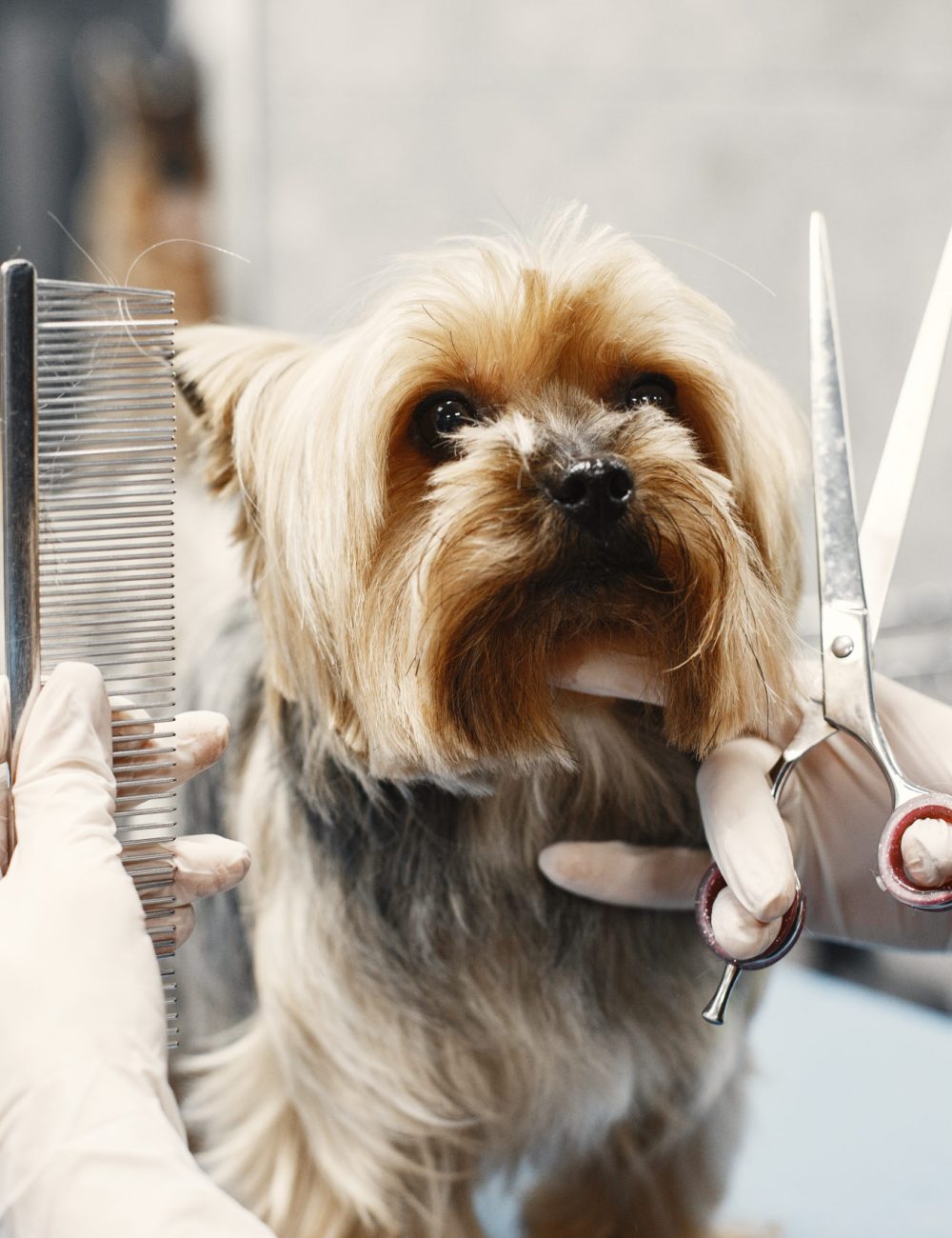 Corte de pelo a un Yorkshire terrier